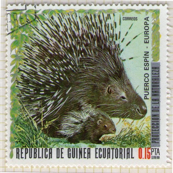 44 Puerco espín
