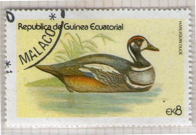 93  Harlequin duck