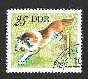 1752 - Collie (DDR)