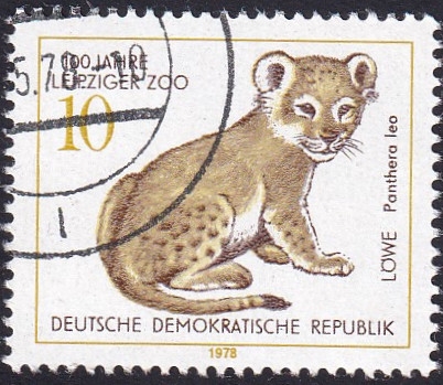 León - panthera leo