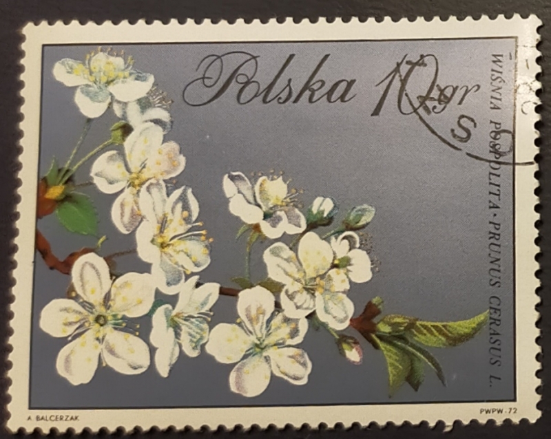 Flores