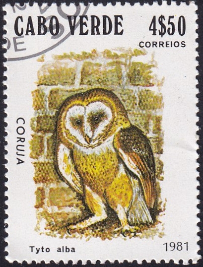 Tyto alba