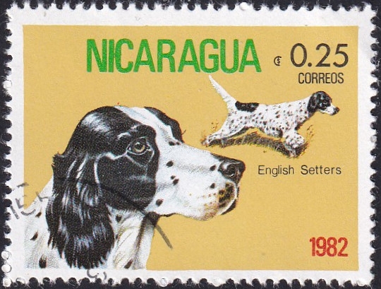 English Setter