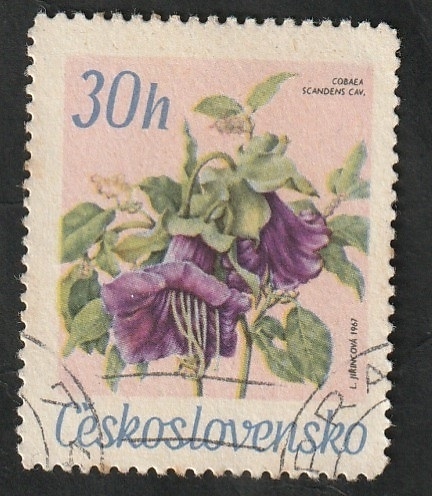 1585 - Flor de jardín botánico, Cobaea scandens