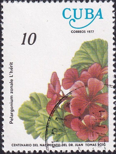 Pelargonium zonale