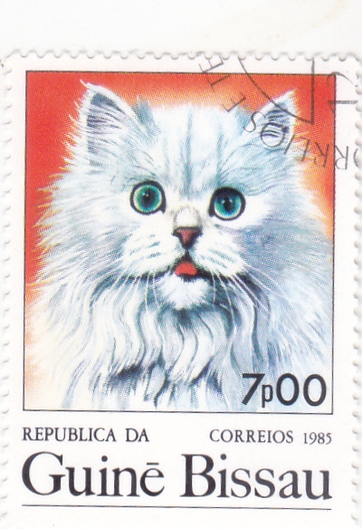 gato