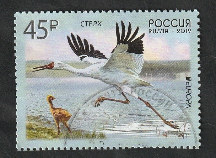 8001 - Grulla de Siberia