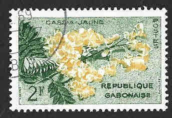 156 - Acacia Amarilla