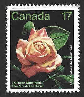 896 - Rosa de Montreal