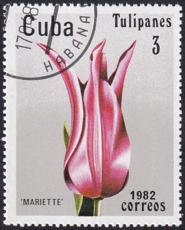 Tulipán Mariette