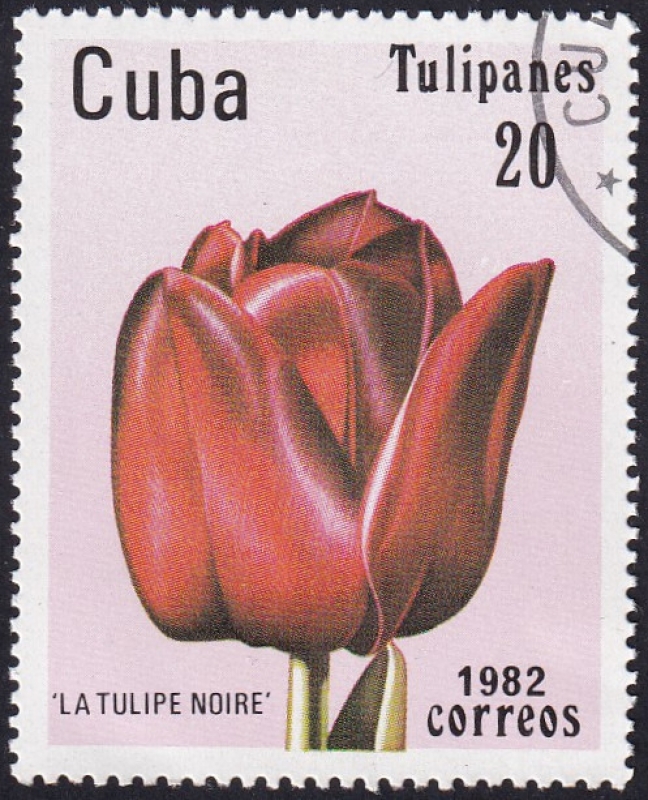Tulipán Noire