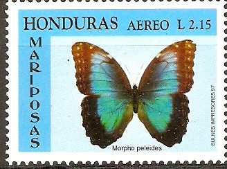 MARIPOSAS.  MARPHO  PALEIDES