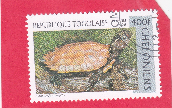 tortuga