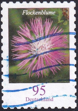 Centaurea