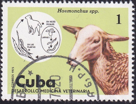 desarrollo medicina veterinaria
