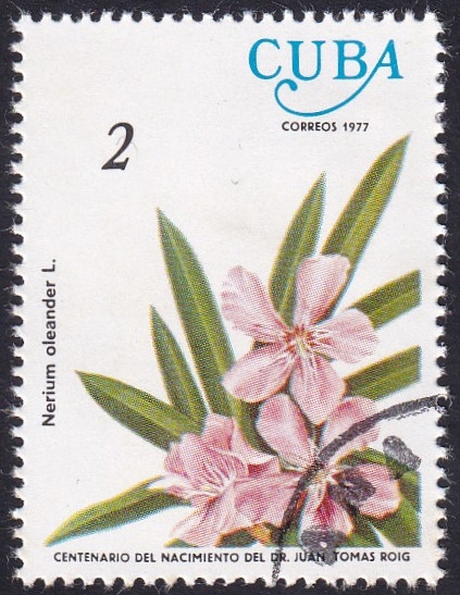 Nerium oleander - Adelfa