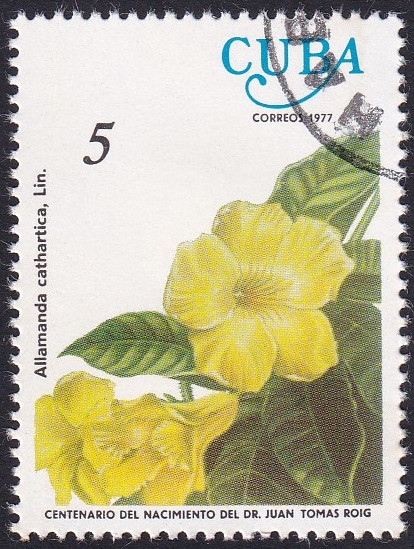 Allamanda cathartica