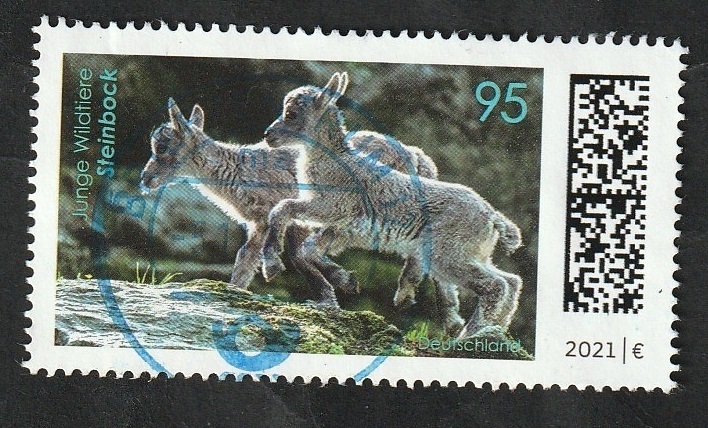3387 - Capra Ibex, Alpine Ibex
