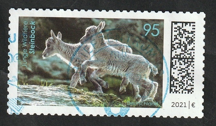 Capra Ibex, Alpine Ibex