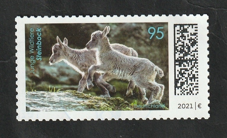 Capra Ibex, Alpine Ibex