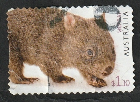 4844 - Wombat común, Vombatus ursinus