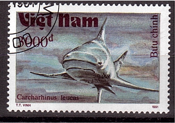 serie- Tiburones