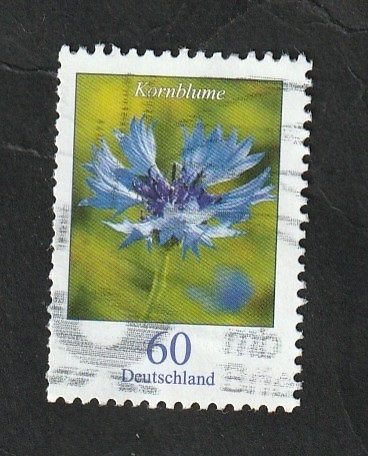 3246 - Flor, Centaurea cyanus
