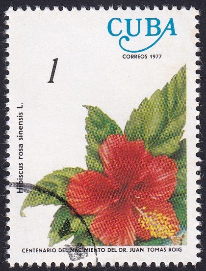 Hibiscus rosa sinensis