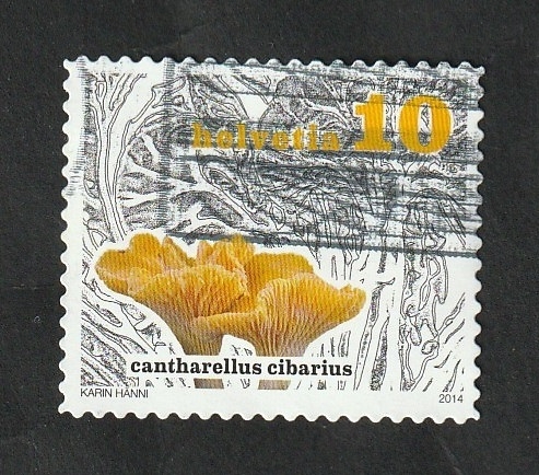 2264 - Setas Cantharellus cibarius