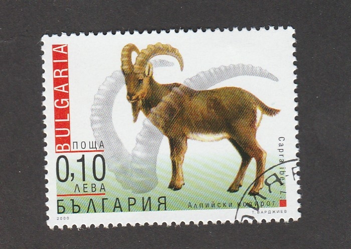 Capra ibex