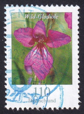 Gladiolus illiricus