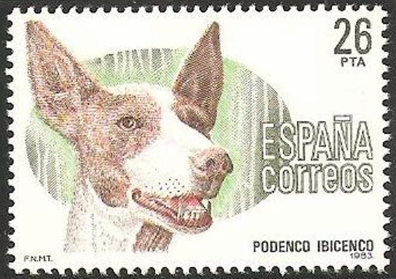2713 - Perro de raza española, Podenco Ibicenco
