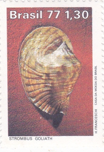 concha strombus  goliath