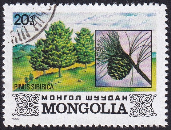 Pinus sibirica