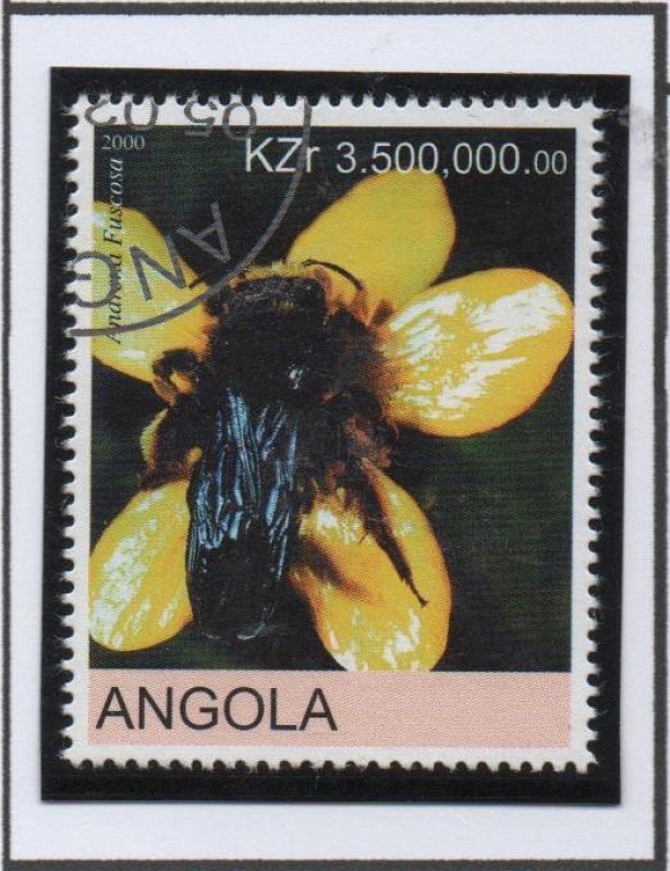 Incestos: Anarena Fuscosa