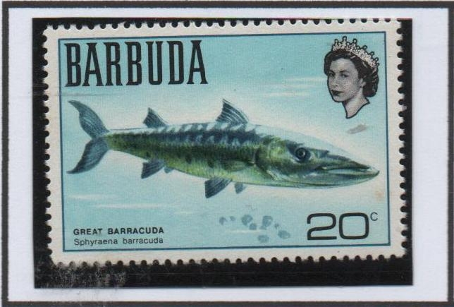 Peces: Great Barracuda