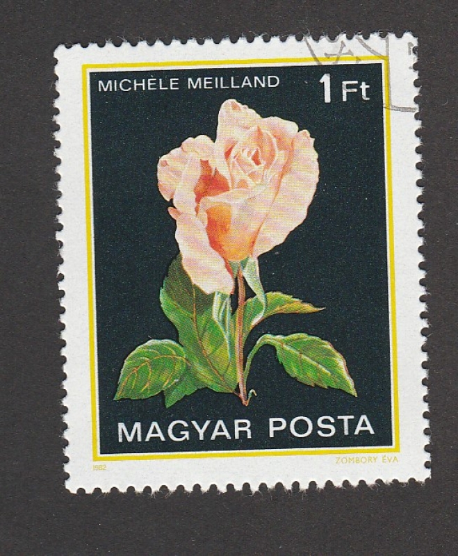 Rosa var.michele Meilland 