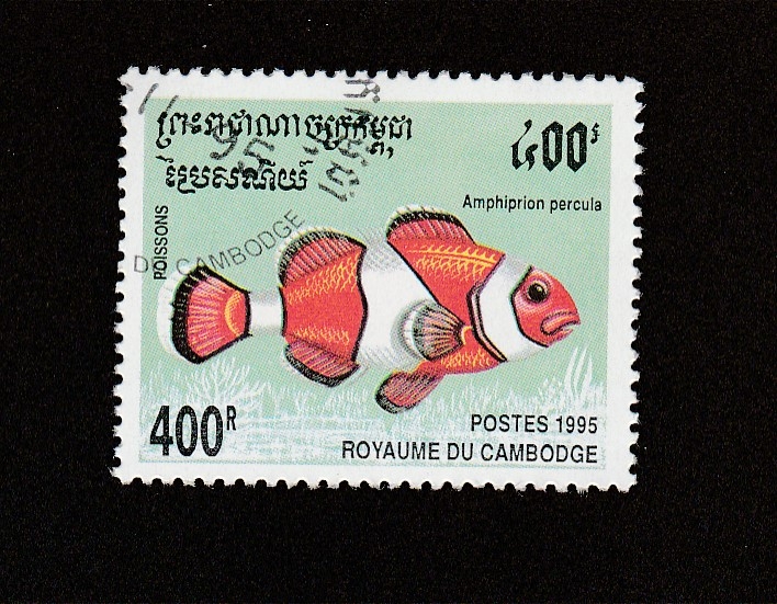 Pez Amphirion percula