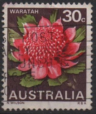 Flores Salvajes. Waratah