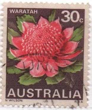 Flores Salvajes. Waratah