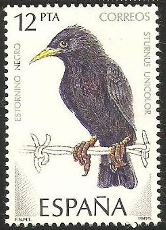 2822 - pájaro estornino negro