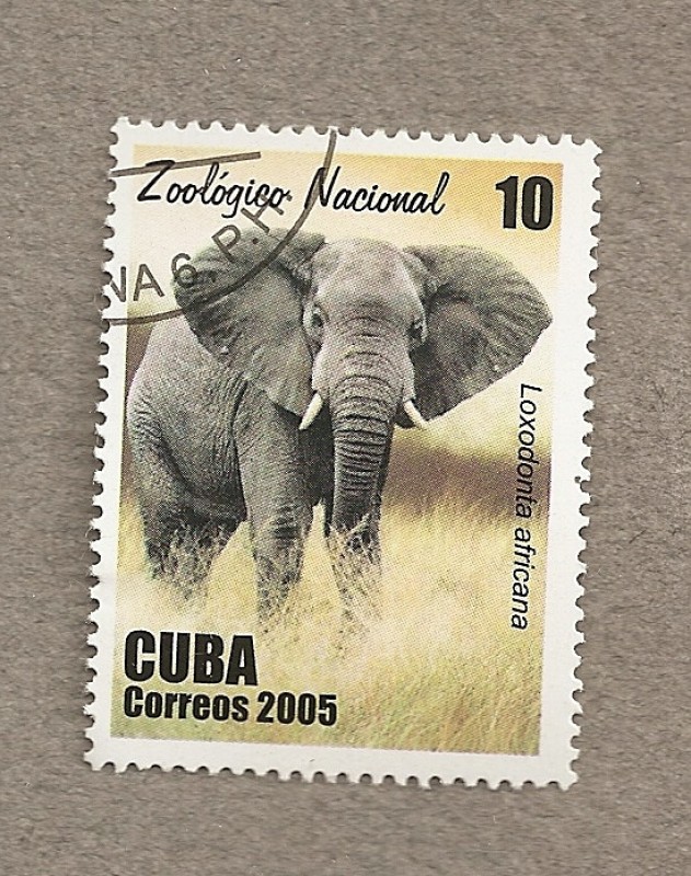 Elefante, zoo nacional