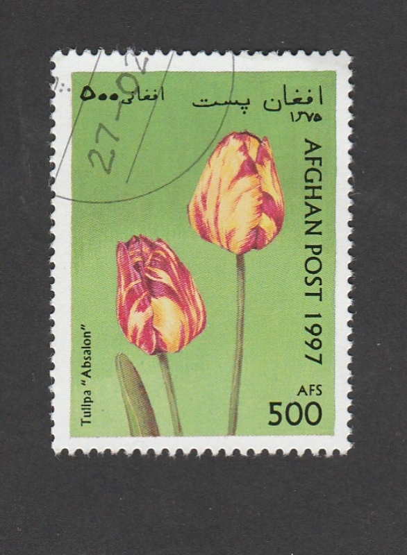 Tulipán Absalón
