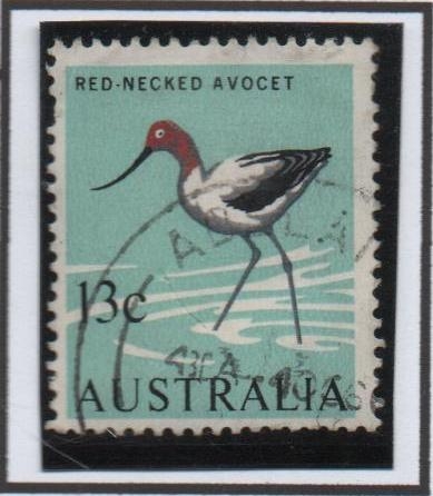 Avoceta d' cuello rojo