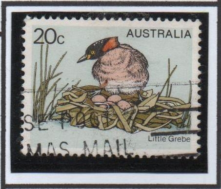 Pajaros Australianos: Zampullin chico
