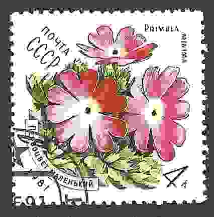 Flores de los Cárpatos. Primula (Primula minima)