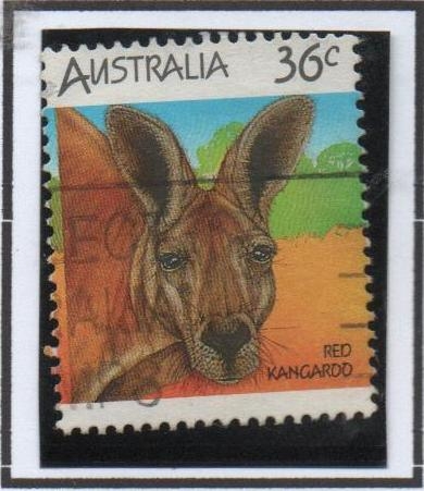 Canguro