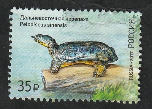 7817 - Tortuga, pelodiscus sinensis