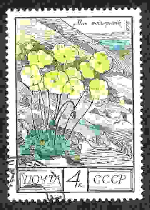 Flores del Cáucaso 1ª Serie