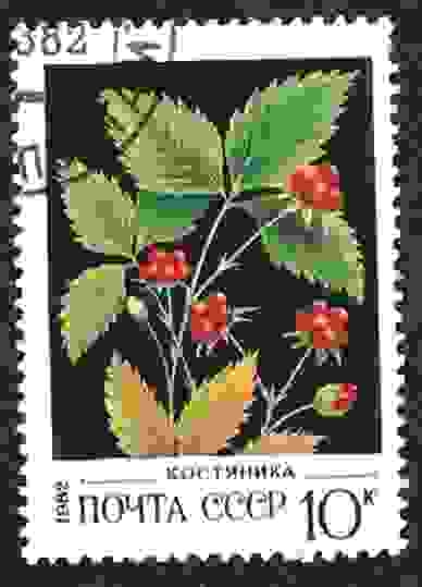 Bayas silvestres, zarza de piedra (Rubus saxatilis) - Костян
